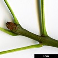 SpeciesSub: subsp. angustifolia SpeciesSub: subsp. angustifolia